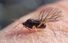 Pterocomma salicis